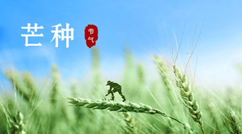 芒種 | 風吹麥成浪，蟬鳴夏始忙【杭州易造】