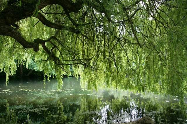 植樹節(jié)-春風(fēng)十里，正“植”有你【杭州易造】
