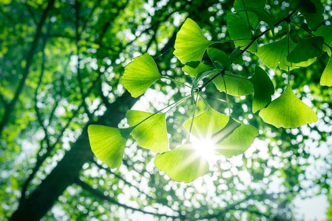 立夏六｜春光忽盡，夏木成陰【杭州易造】