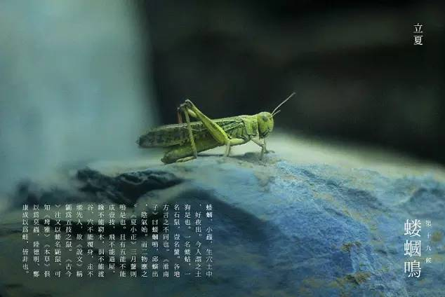 立夏六｜春光忽盡，夏木成陰【杭州易造】