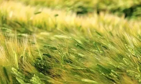 立夏六｜春光忽盡，夏木成陰【杭州易造】