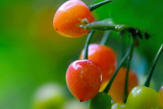 立夏六｜春光忽盡，夏木成陰【杭州易造】