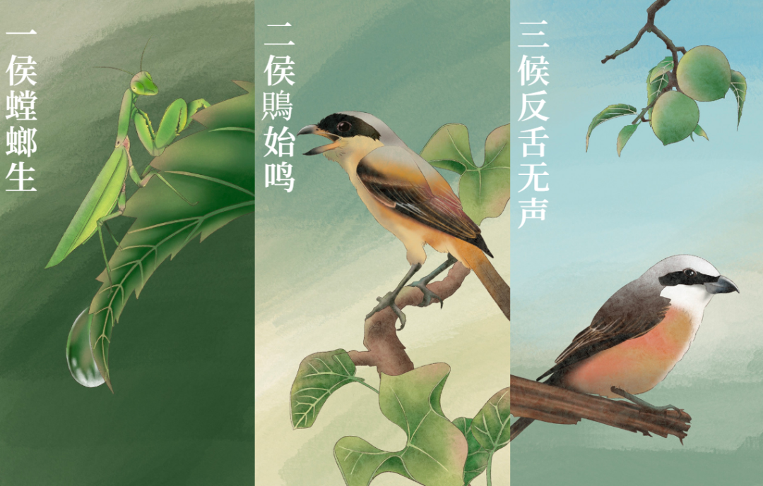 芒種 | 風(fēng)吹麥成浪，蟬鳴夏始忙-三候