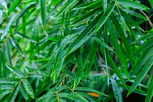 夏至 | 蟬噪林逾靜，鳥鳴山更幽【杭州易造】