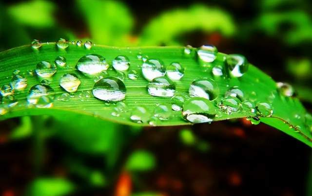 二十四節(jié)氣-白露 | 白露至,秋實美