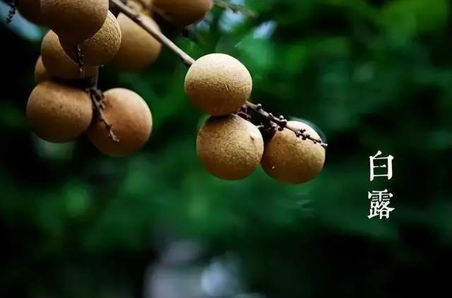 二十四節(jié)氣-白露 | 白露至,秋實美