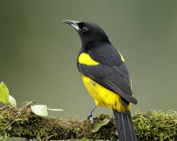 驚蟄-叫醒甜睡的春-易造防雷 驚蟄-叫醒甜睡的春-易造防雷