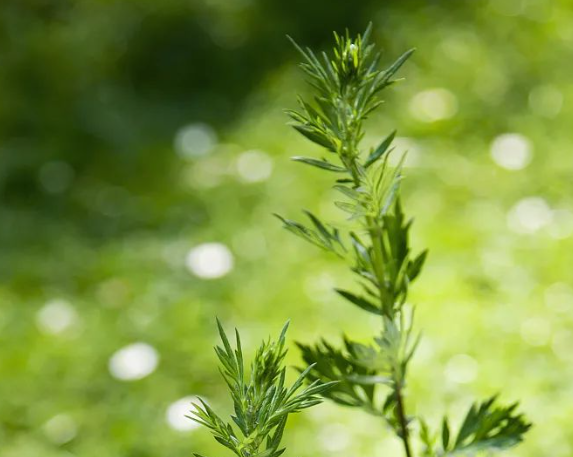 驚蟄-叫醒甜睡的春-易造防雷 驚蟄-叫醒甜睡的春-易造防雷
